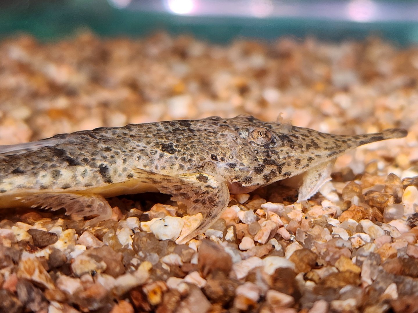 Pinocchio Whiptail (Hemiodontichthys acipenserinus)