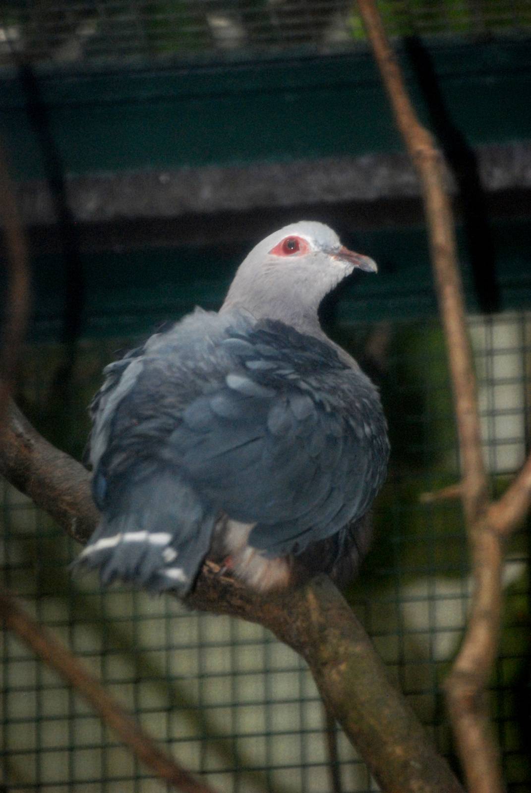 Pinon Imperial Pigeon at Walsrode, 22/03/13