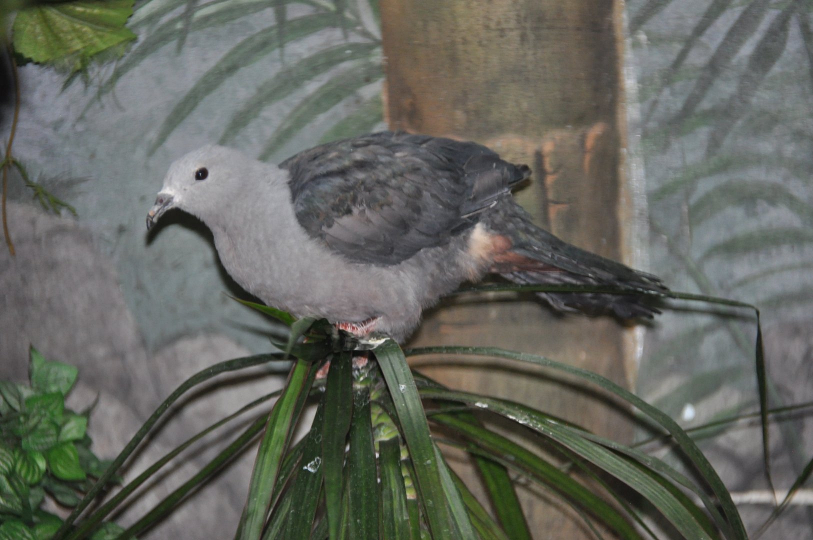 Pinon imperial pigeon/ Ducula myristicivora