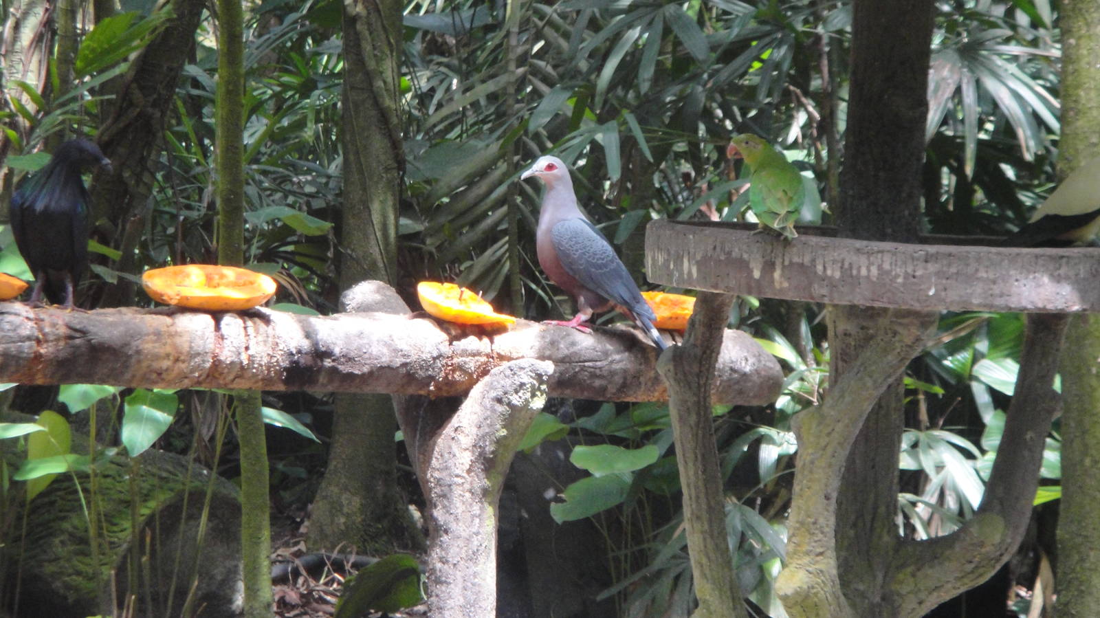 Pinon Imperial Pigeon (Ducula pinon)