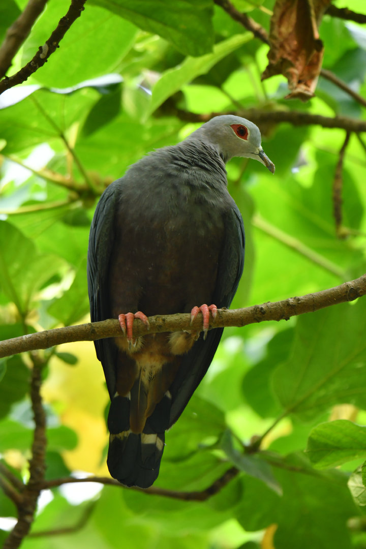 Pinon Imperial-Pigeon Ducula pinon