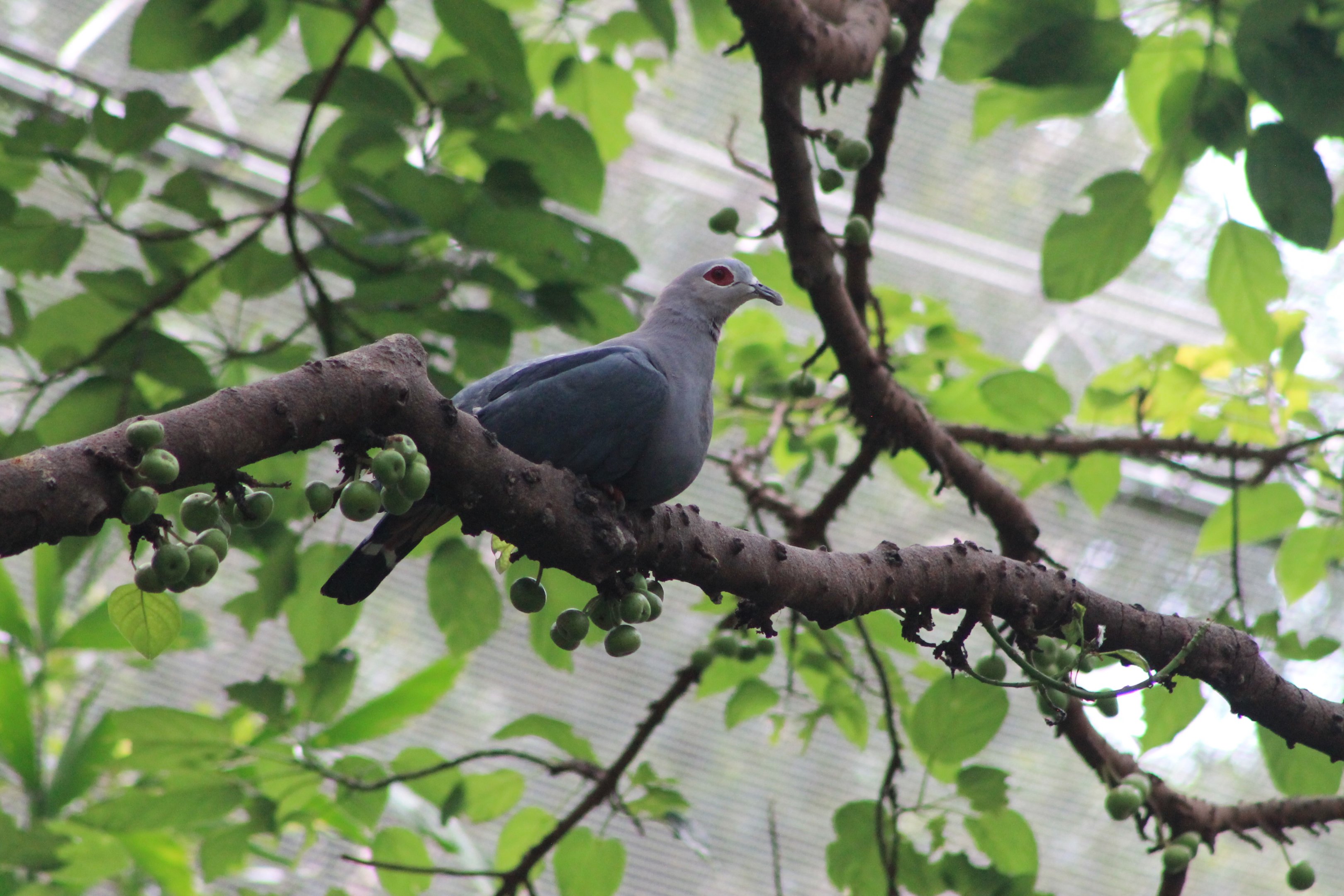 Pinon Imperial Pigeon (Ducula pinon)