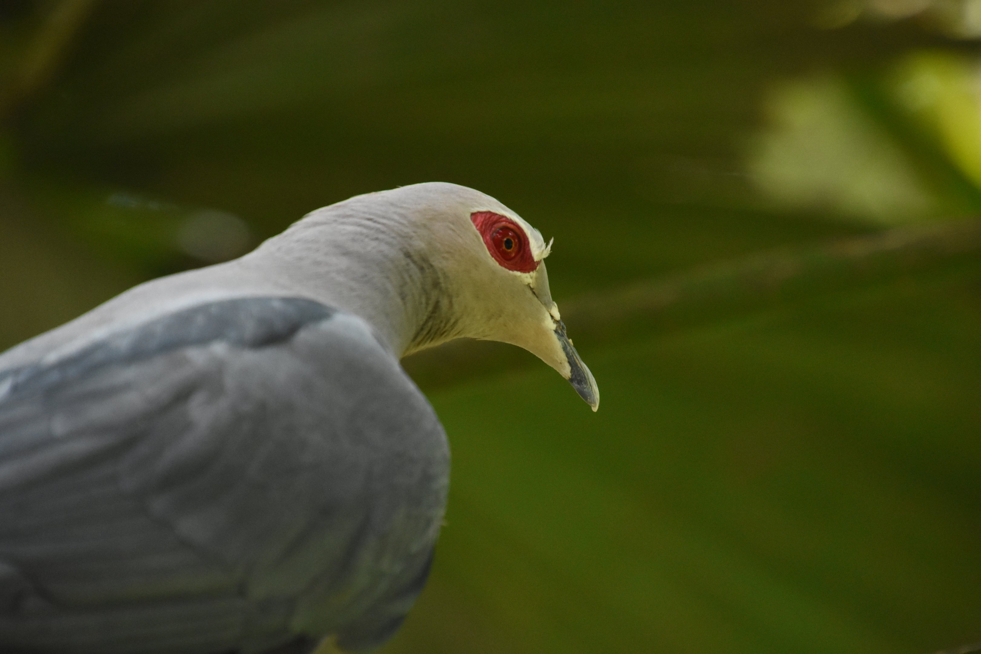 Pinon imperial pigeon