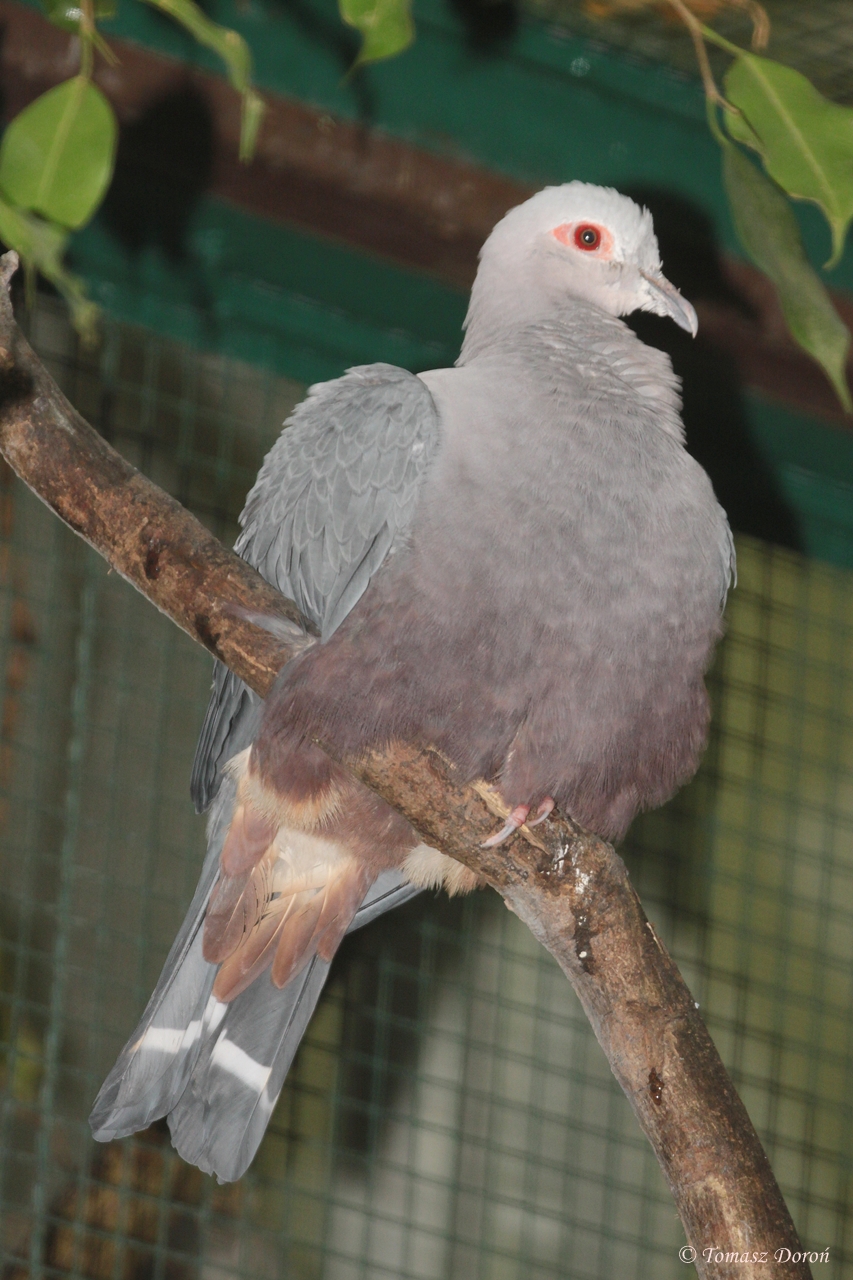 Pinon?s Imperial-pigeon (Ducula pinon)