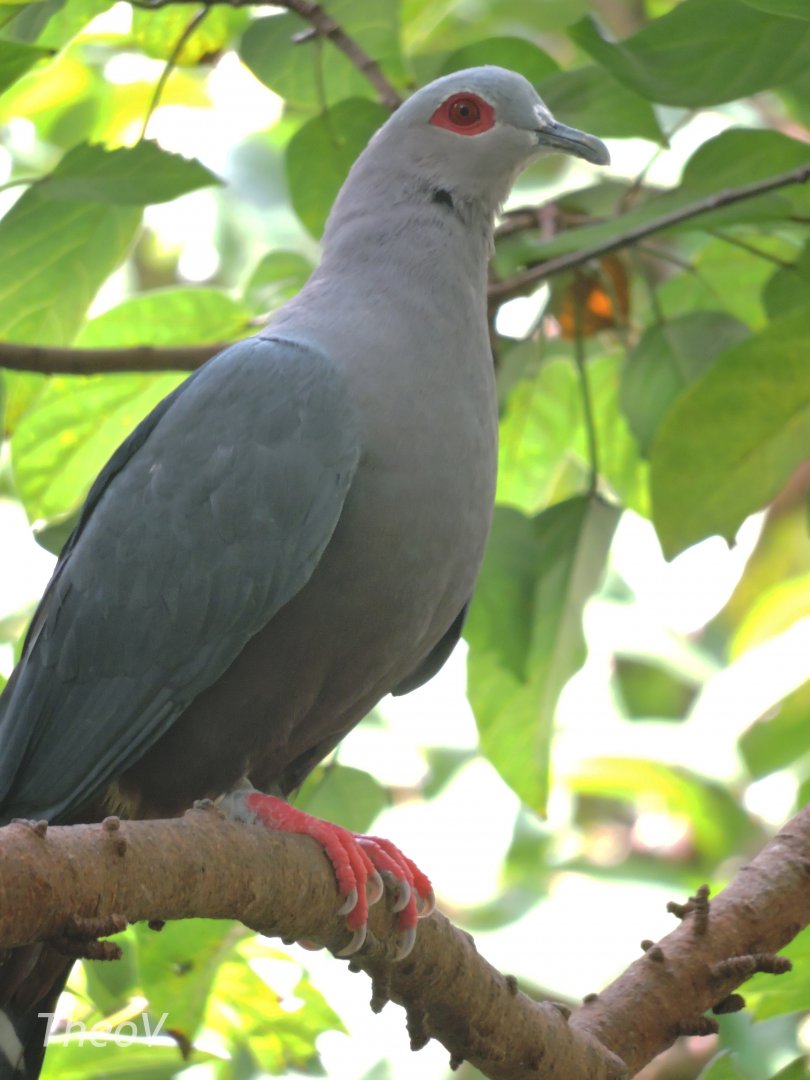 Pinon's imperial pigeon [2016]
