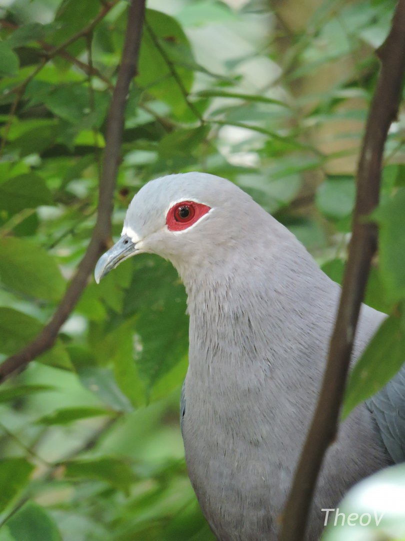 Pinon's imperial pigeon [2016]