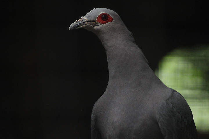 Pinon's imperial pigeon (Ducula pinon pinon)