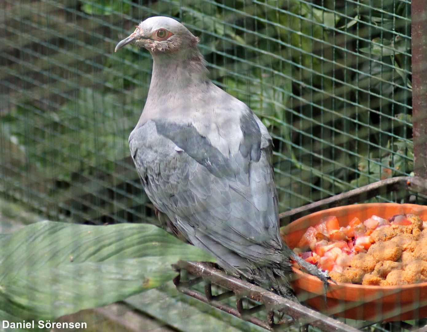 Pinon's imperial pigeon (Ducula pinon)