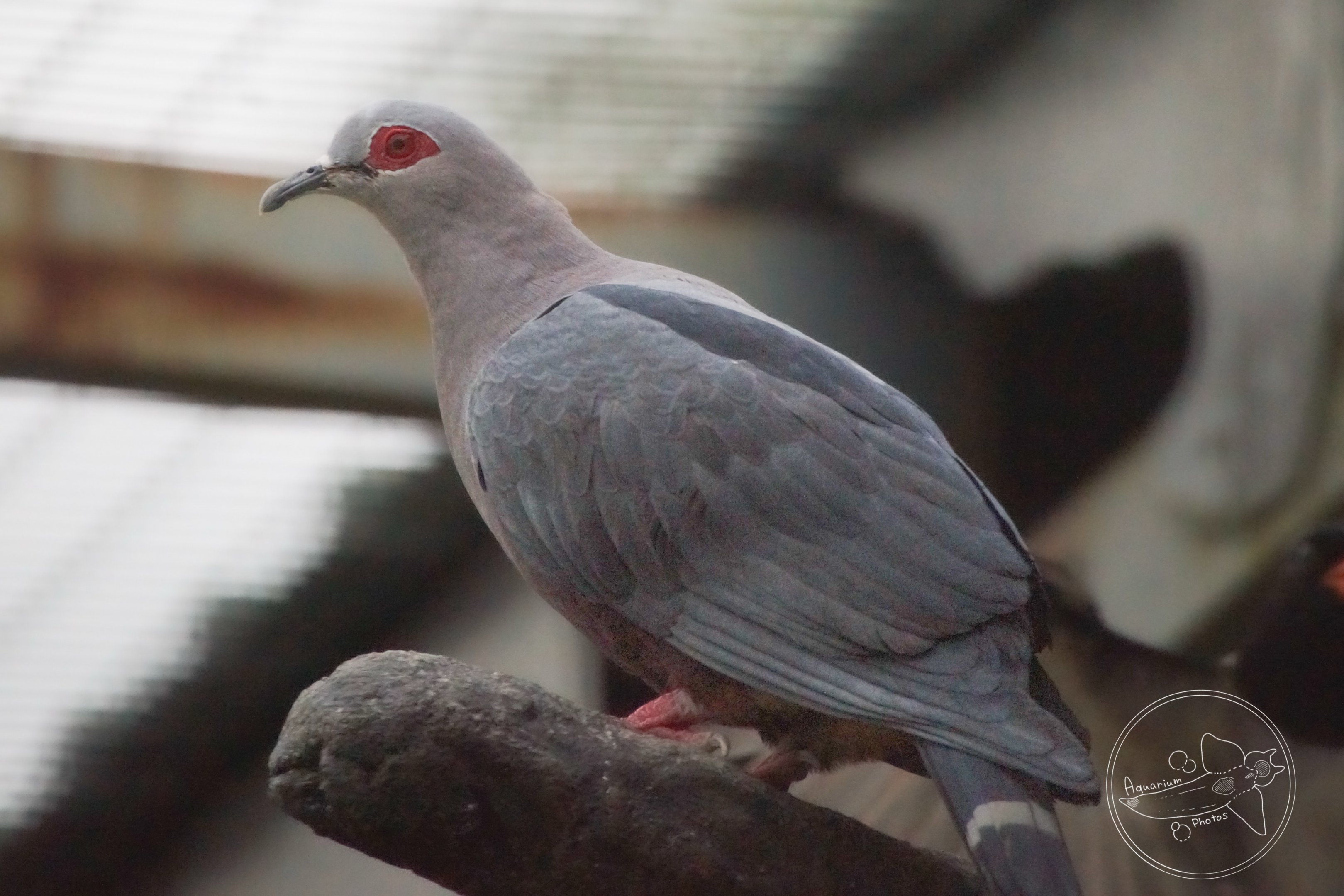 Pinon's  Imperial Pigeon (Ducula pinon)