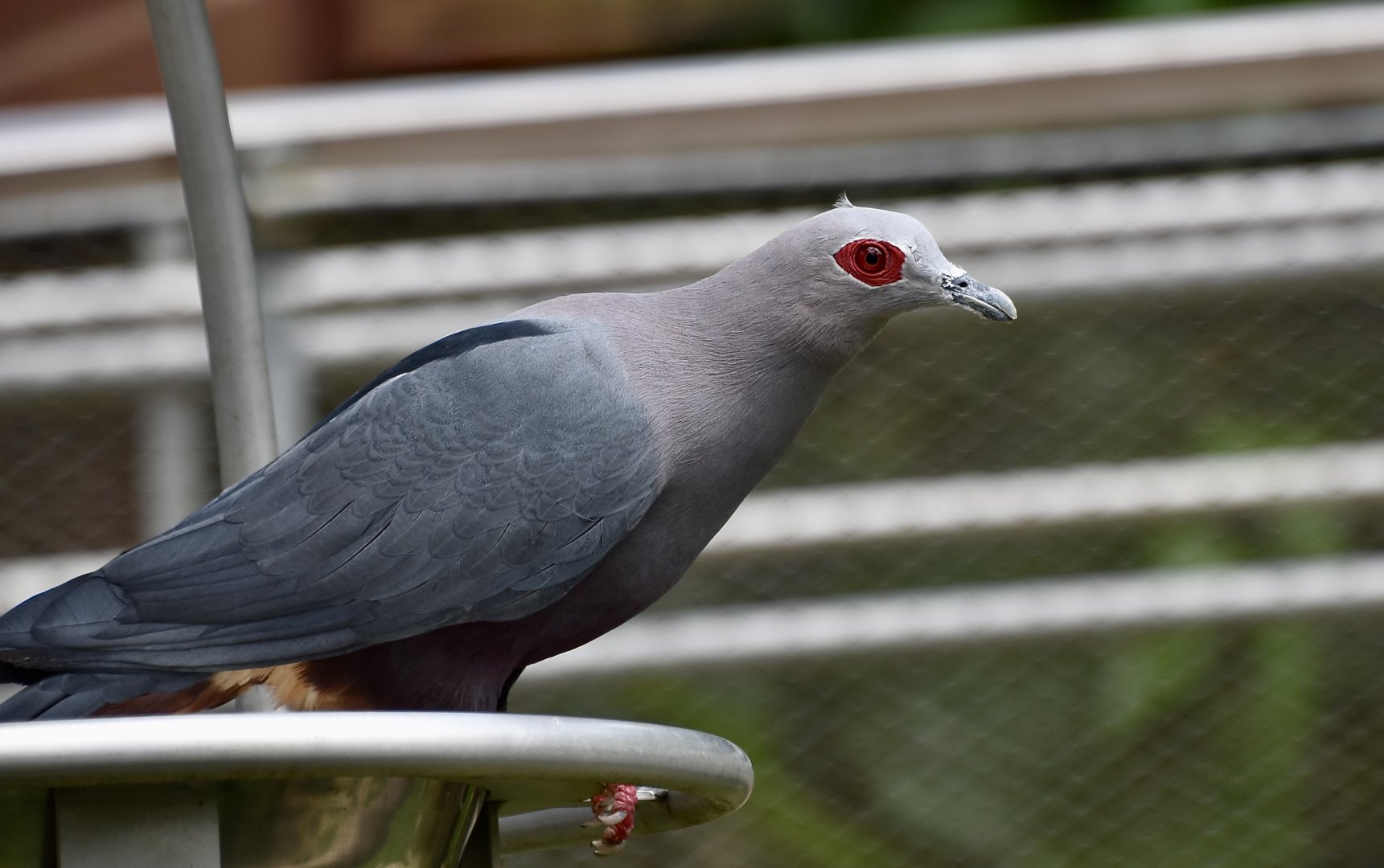 Pinon's Imperial-Pigeon (Ducula pinon)
