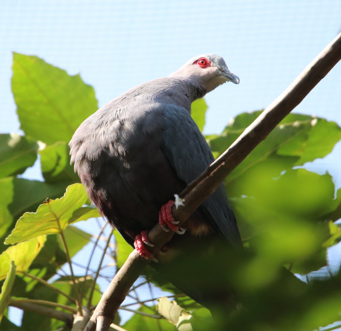 Pinon’s Imperial Pigeon (Ducula pinon)