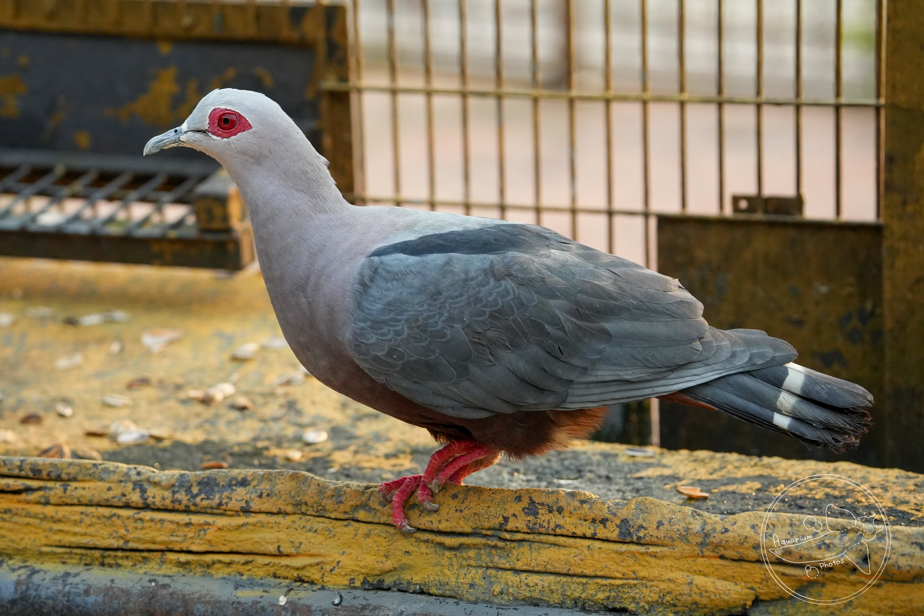 Pinon's Imperial-pigeon (Ducula pinon)