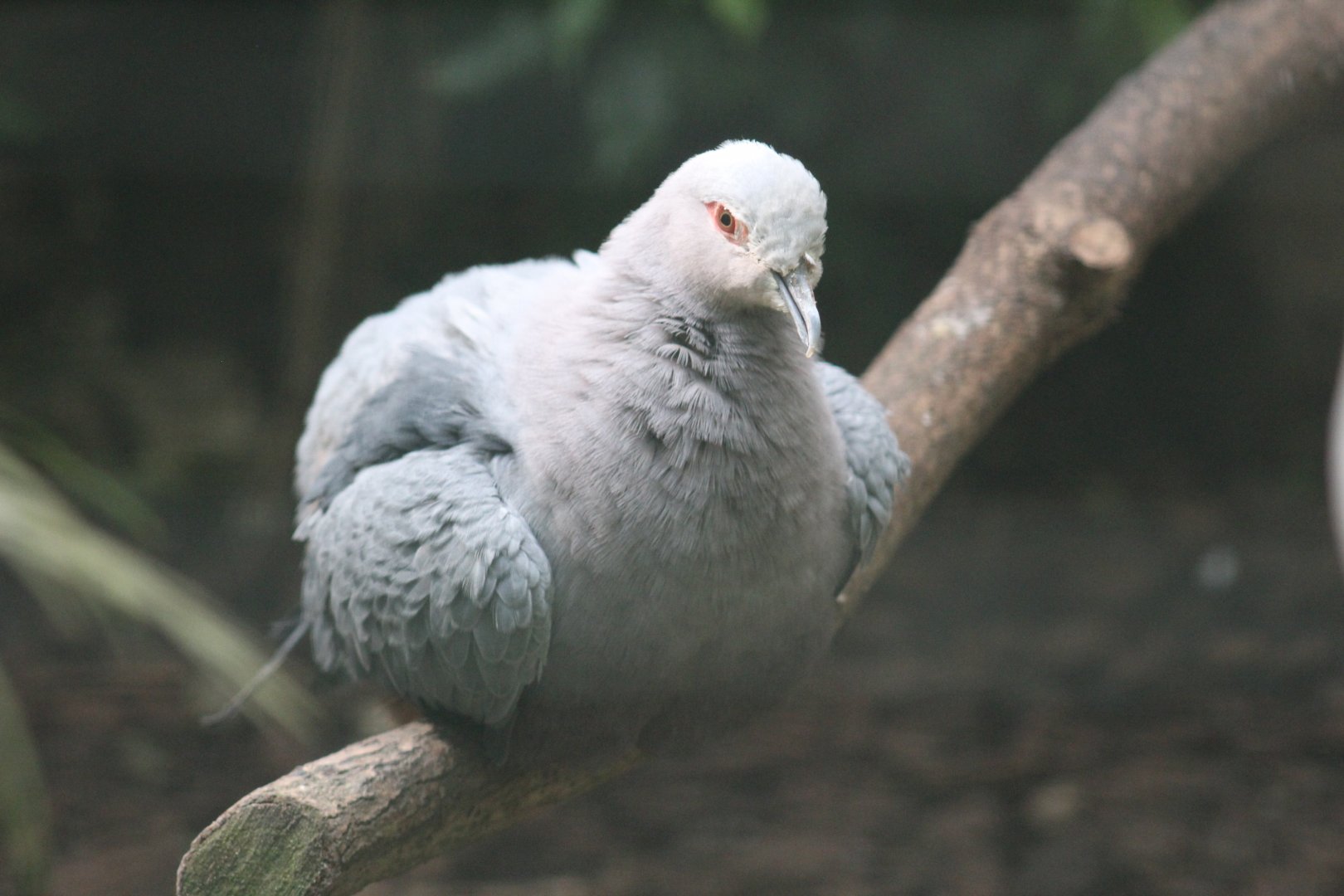 Pinon's Imperial-Pigeon