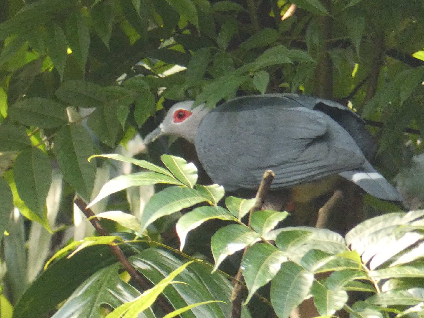 Pinon's Imperial Pigeon