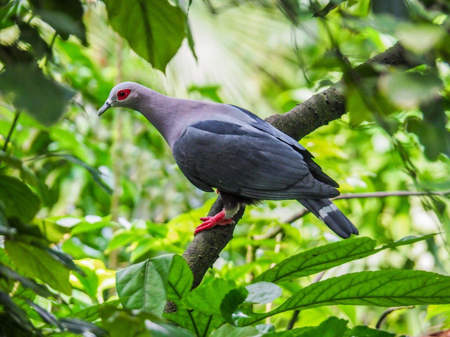 Pinon's Imperial Pigeon