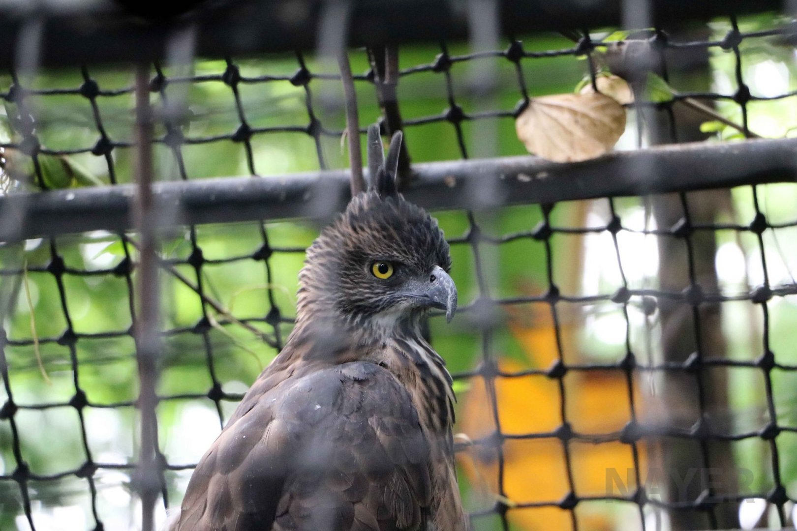 Pinsker's hawk-eagle, July 2016