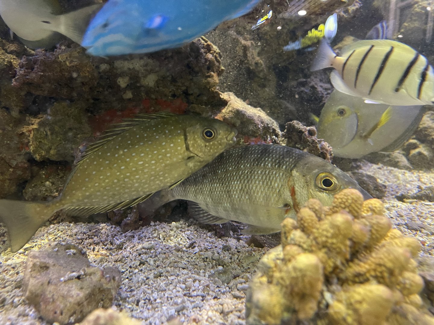 pinspotted spinefoot (siganus fuscescens) & redspot emperor (lethrinus lentjan)