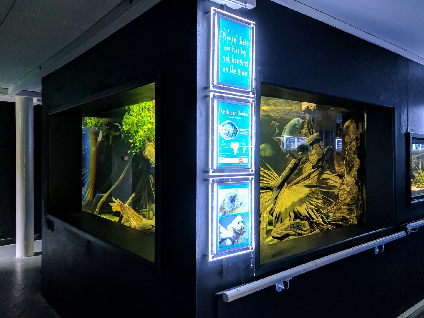 Pinstripe Damba - 11/11/2016