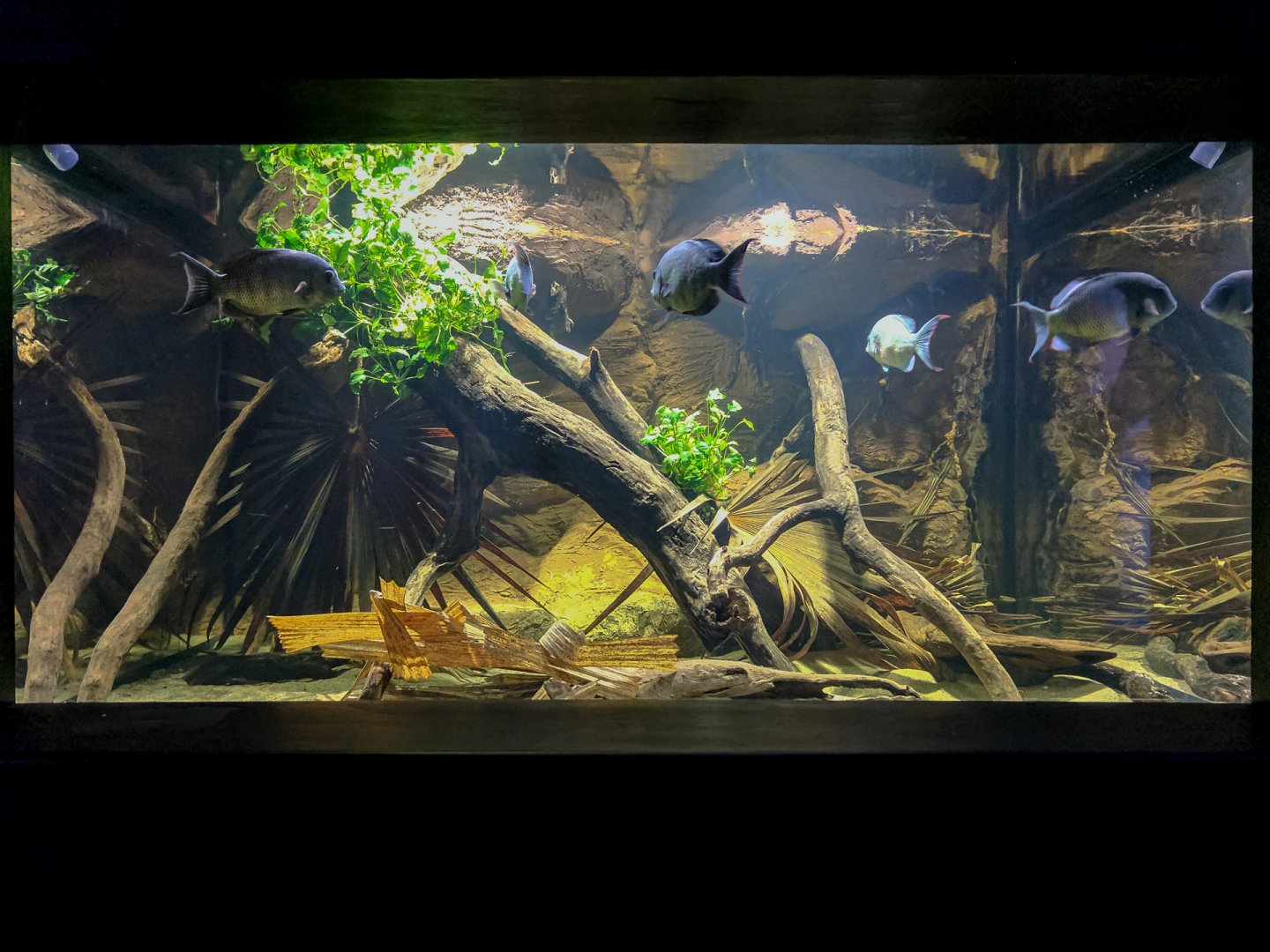 Pinstripe Damba - 11/11/2016