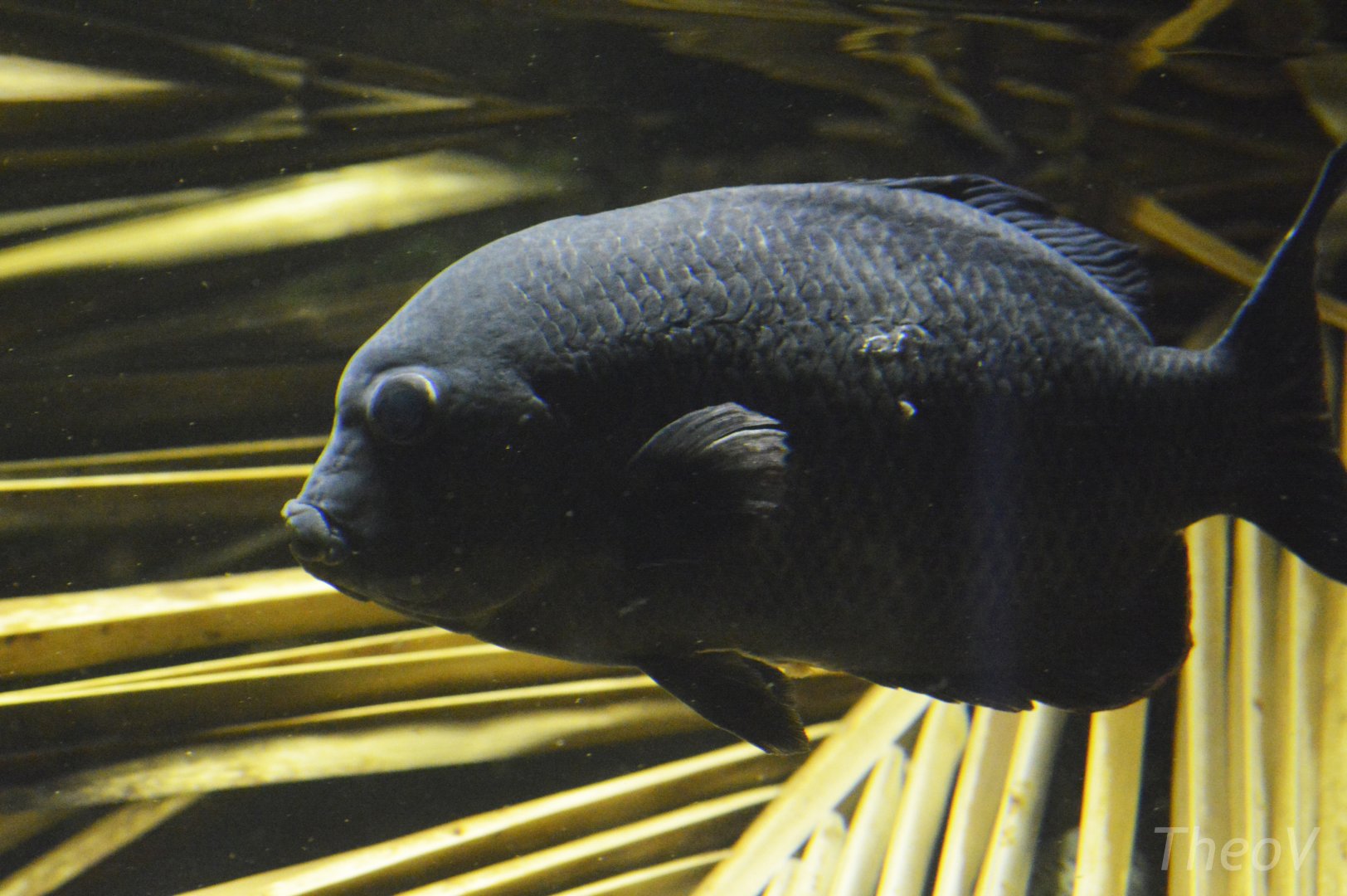 Pinstripe damba [2019]