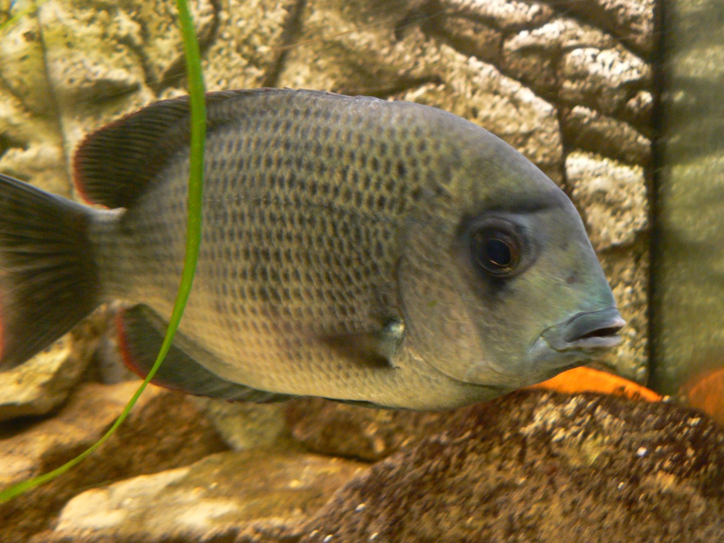 Pinstripe Damba - 23 March 2017