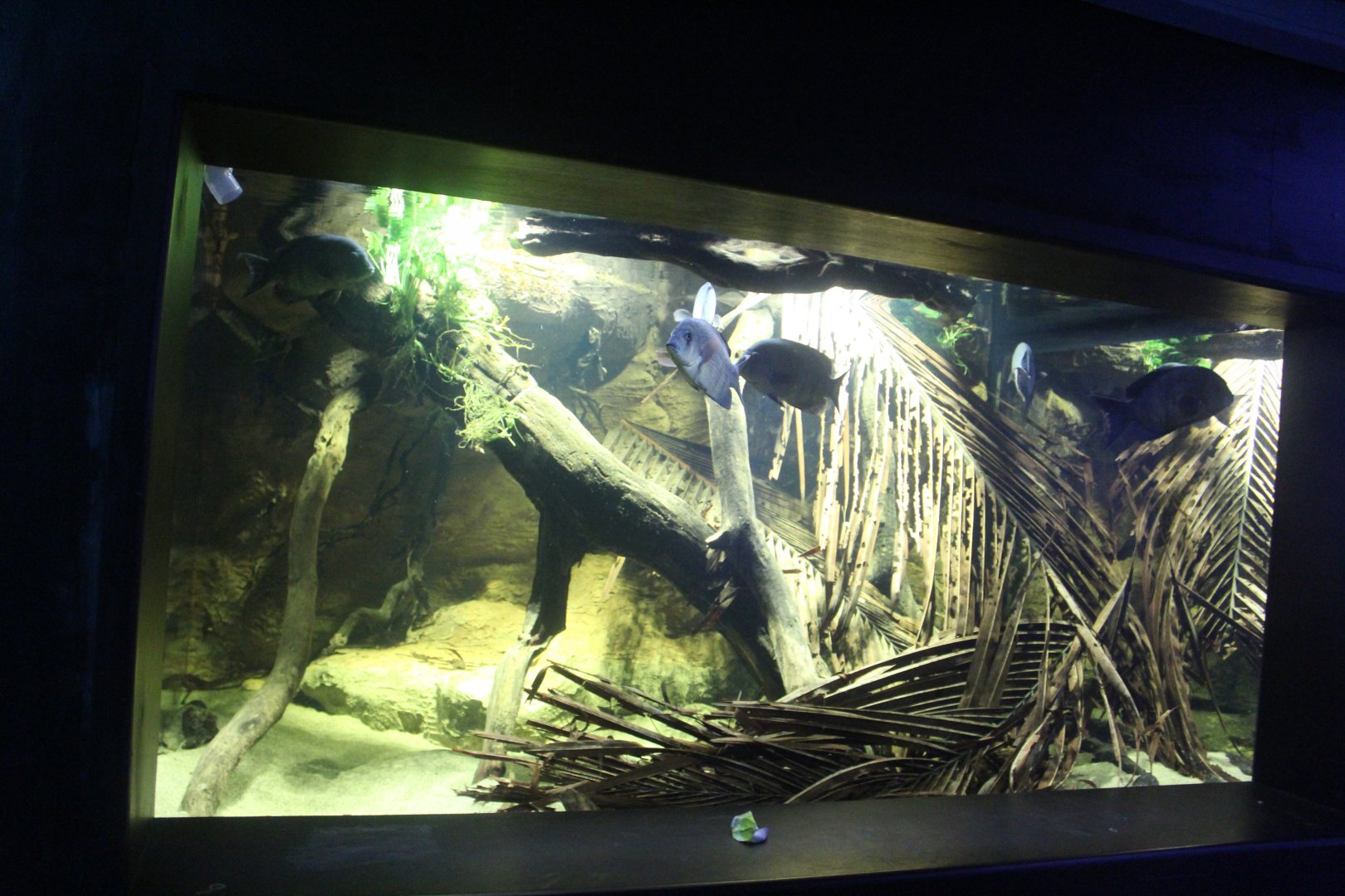 pinstripe damba exhibit chester Zoo 11th February 2017