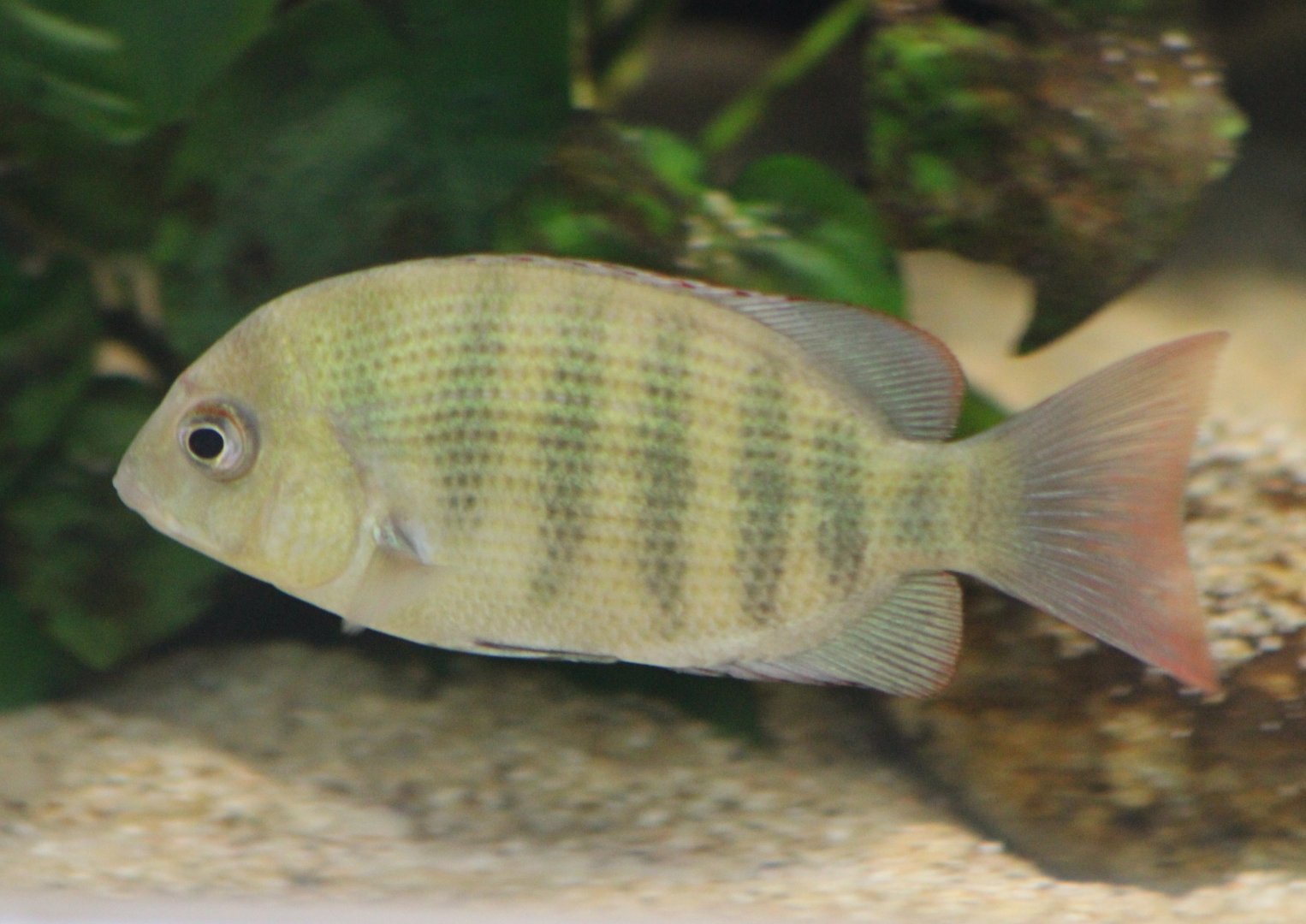 Pinstripe damba - Paretroplus menaramba