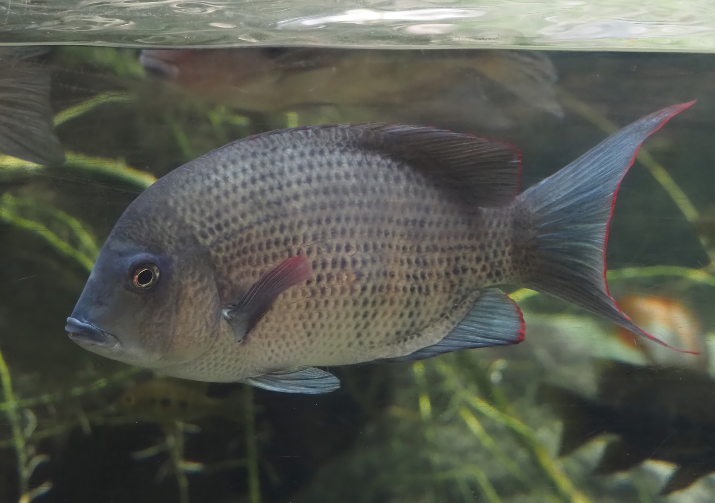 Pinstripe damba (Paretroplus menarambo), 2024-06-30