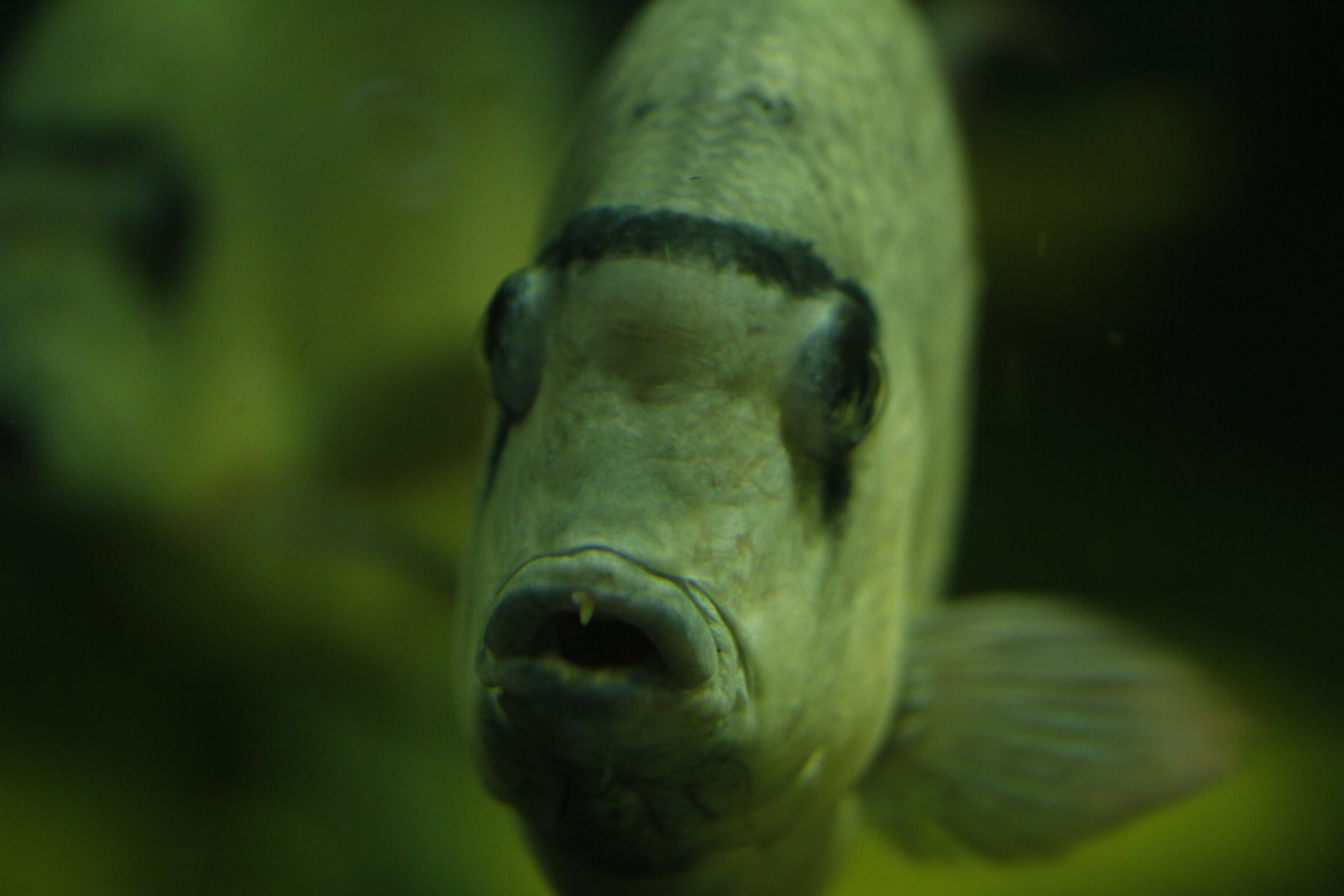 Pinstripe damba (Paretroplus menarambo)