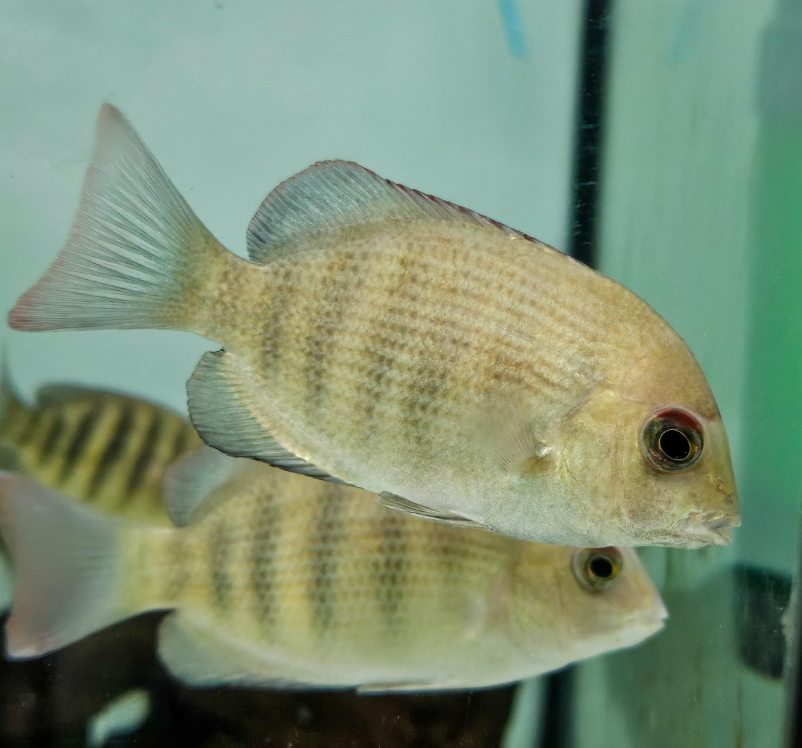 Pinstripe Damba (Paretroplus menarambo)