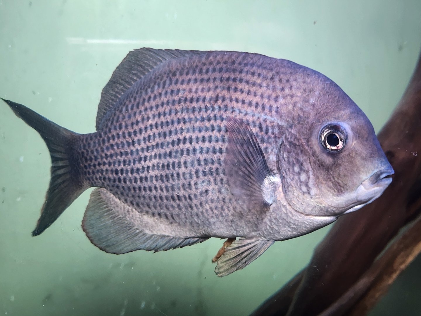 Pinstripe Damba (Paretroplus menarambo)