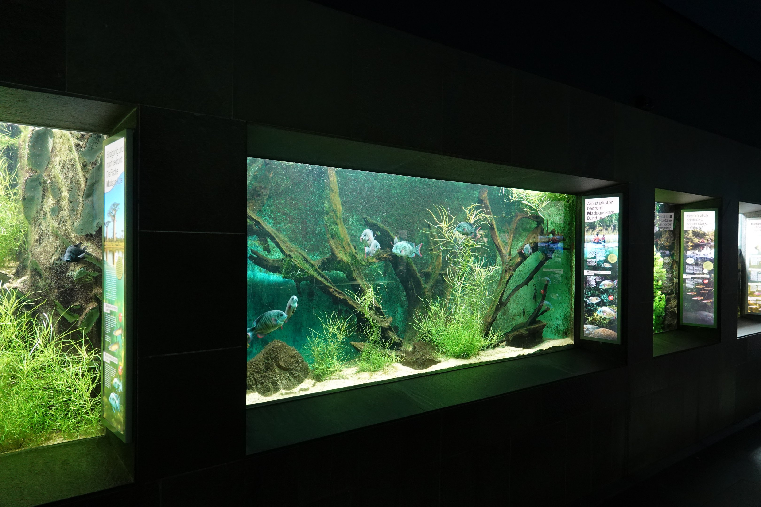 Pinstripe damba tank