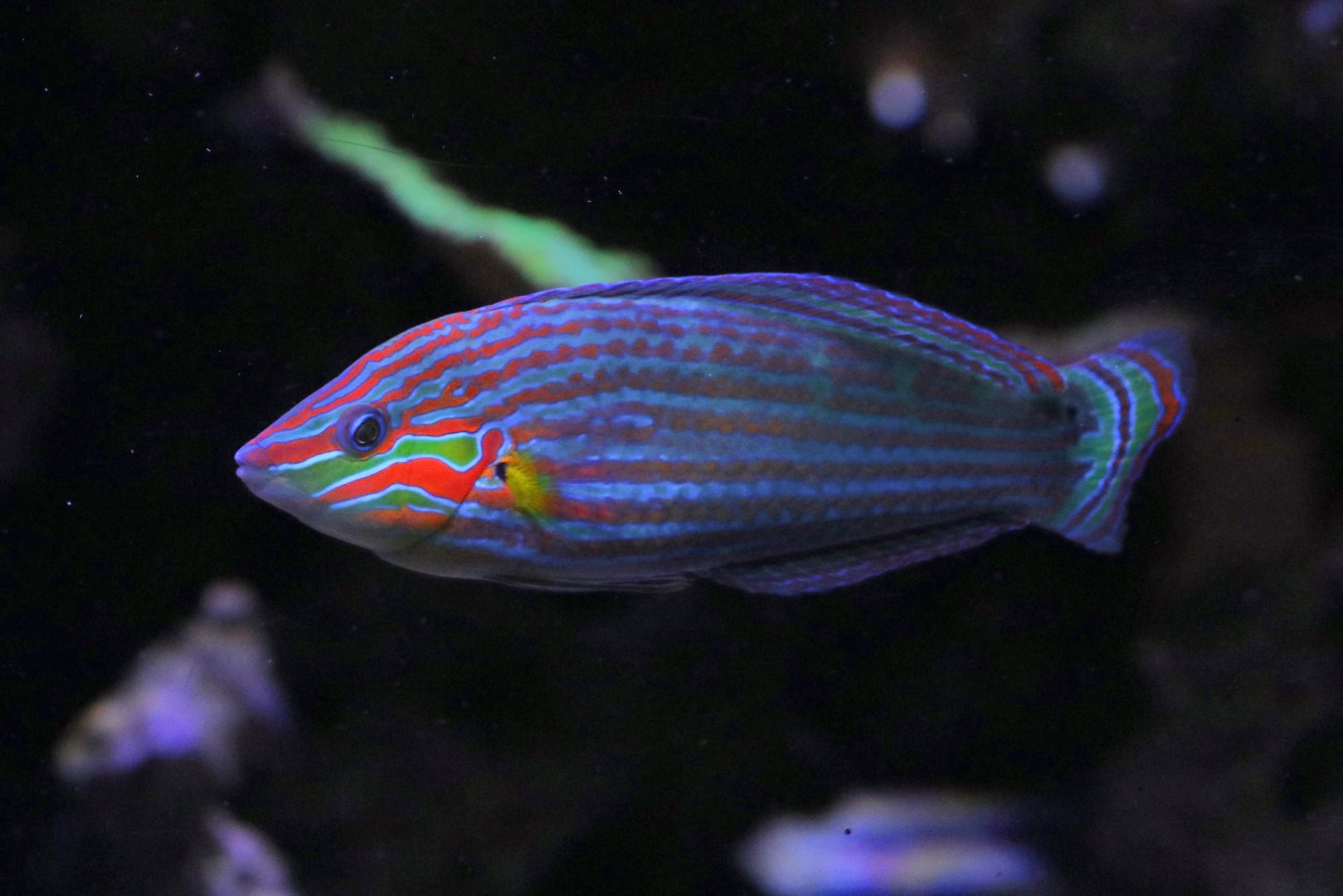 Pinstripe wrasse