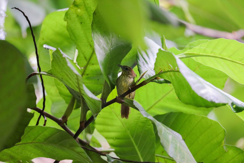 Pinstriped Babbler
