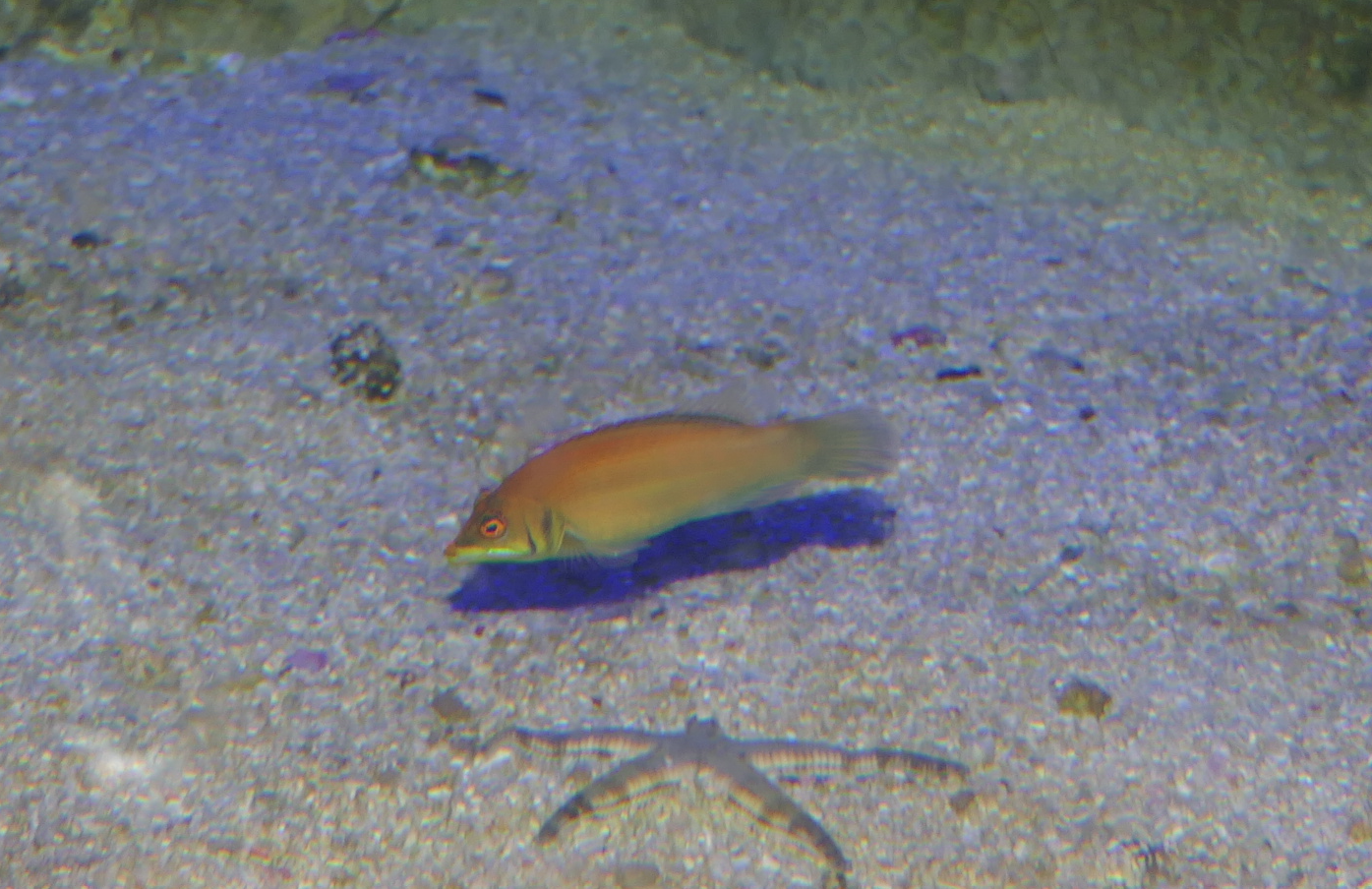 Pinstriped Wrasse