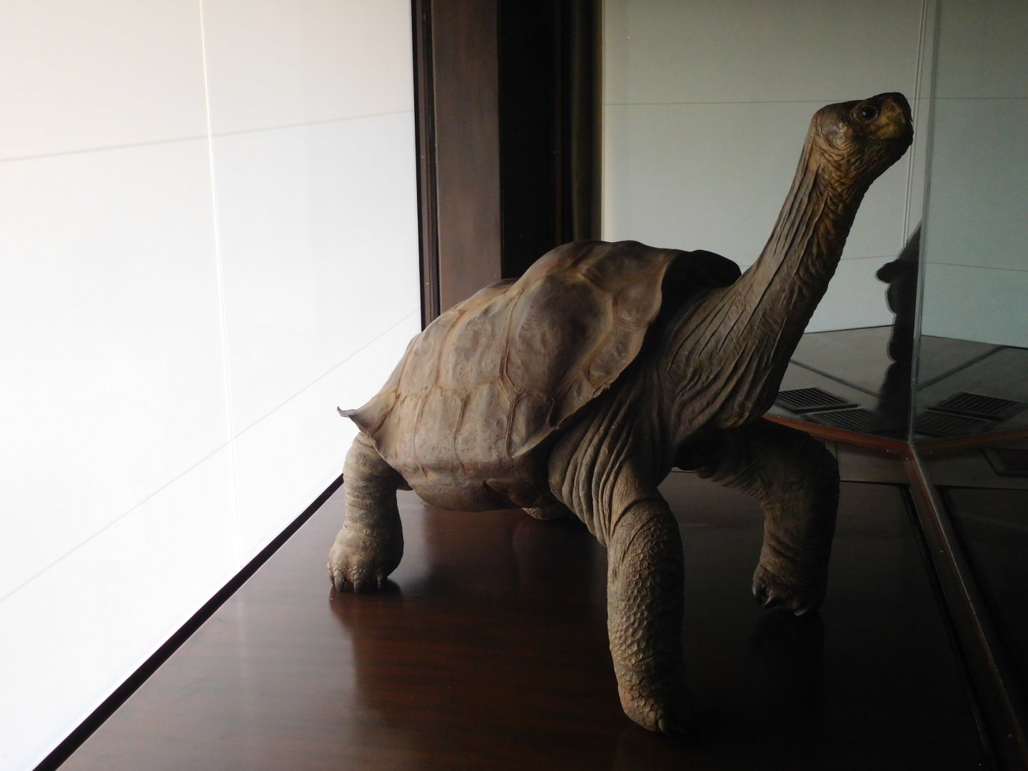 Pinta giant tortoise