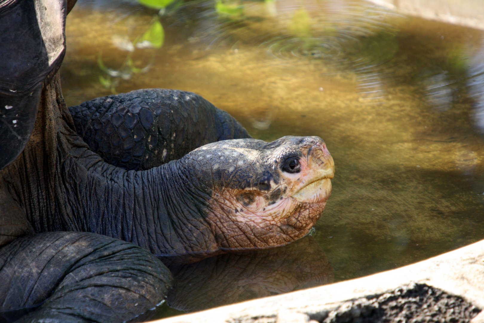 Pinta Island tortoise (Chelonoidis abingdonii)- February 2012
