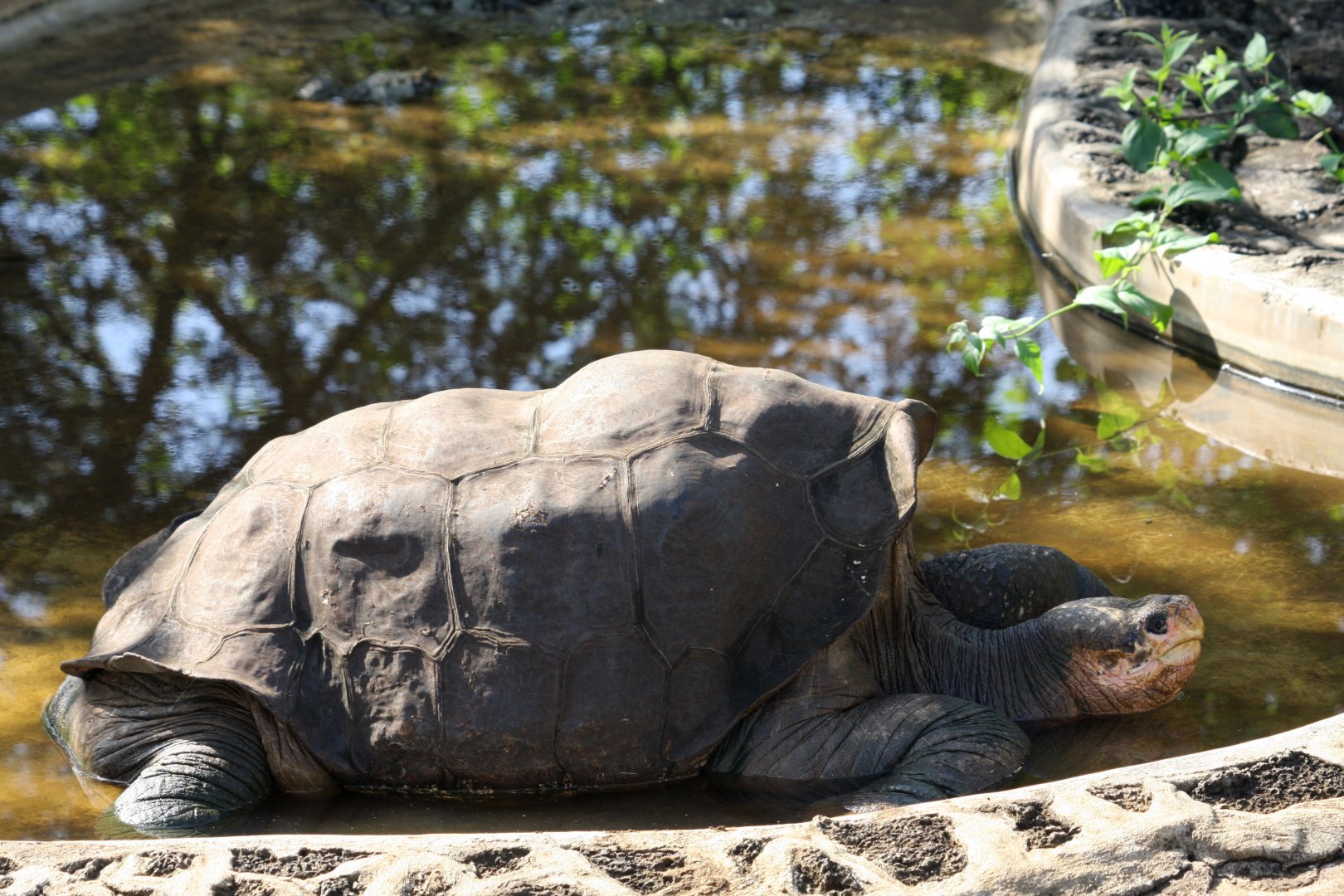 Pinta Island tortoise (Chelonoidis abingdonii)- February 2012