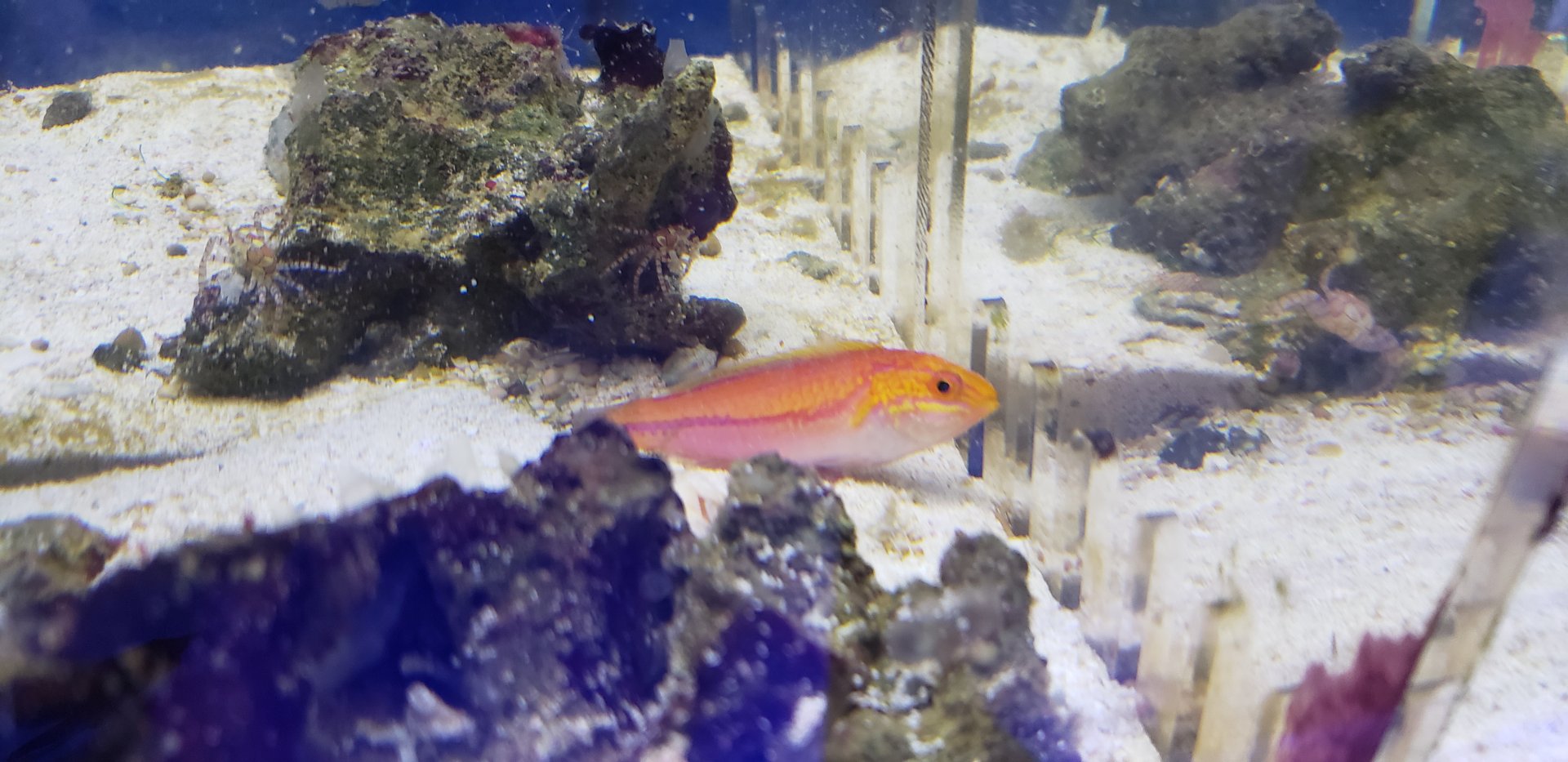 Pintail Fairy Wrasse