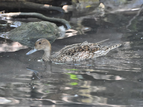 Pintail in Kishinev Zoo