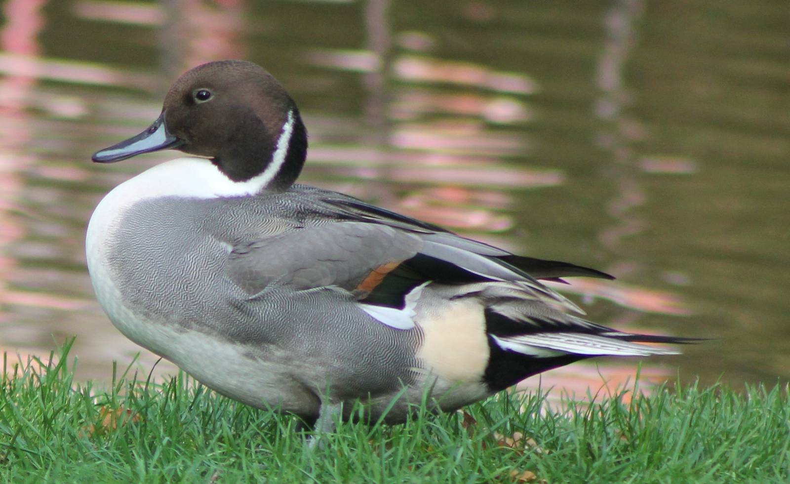 pintail male