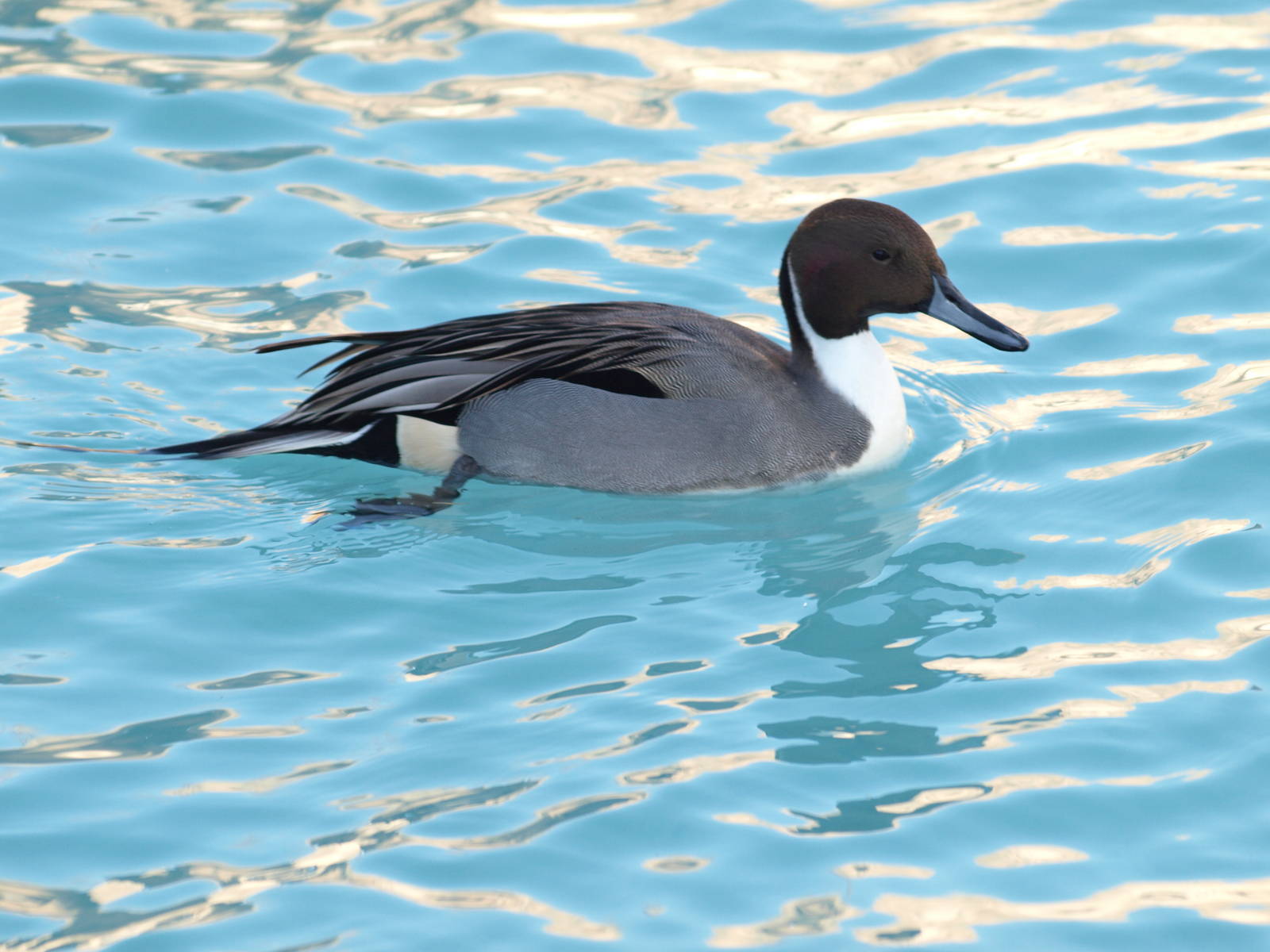 Pintail