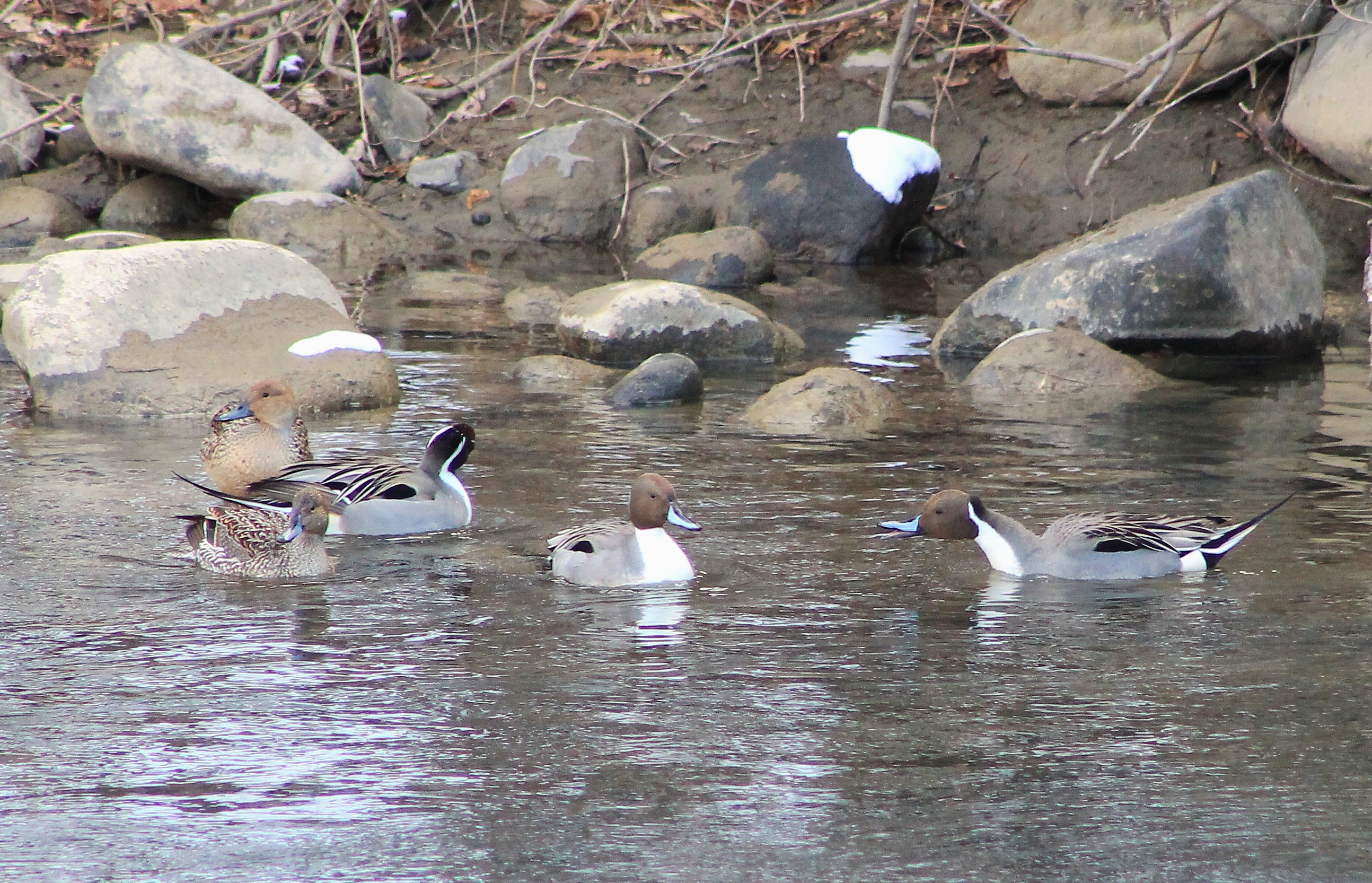 Pintails (Anas acuta)