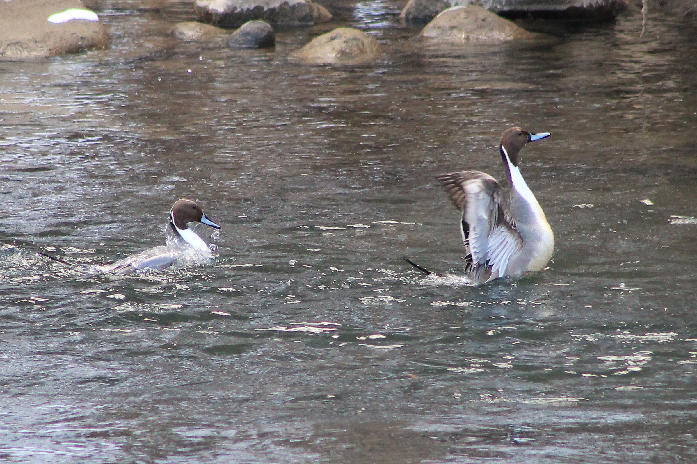 Pintails (Anas acuta)