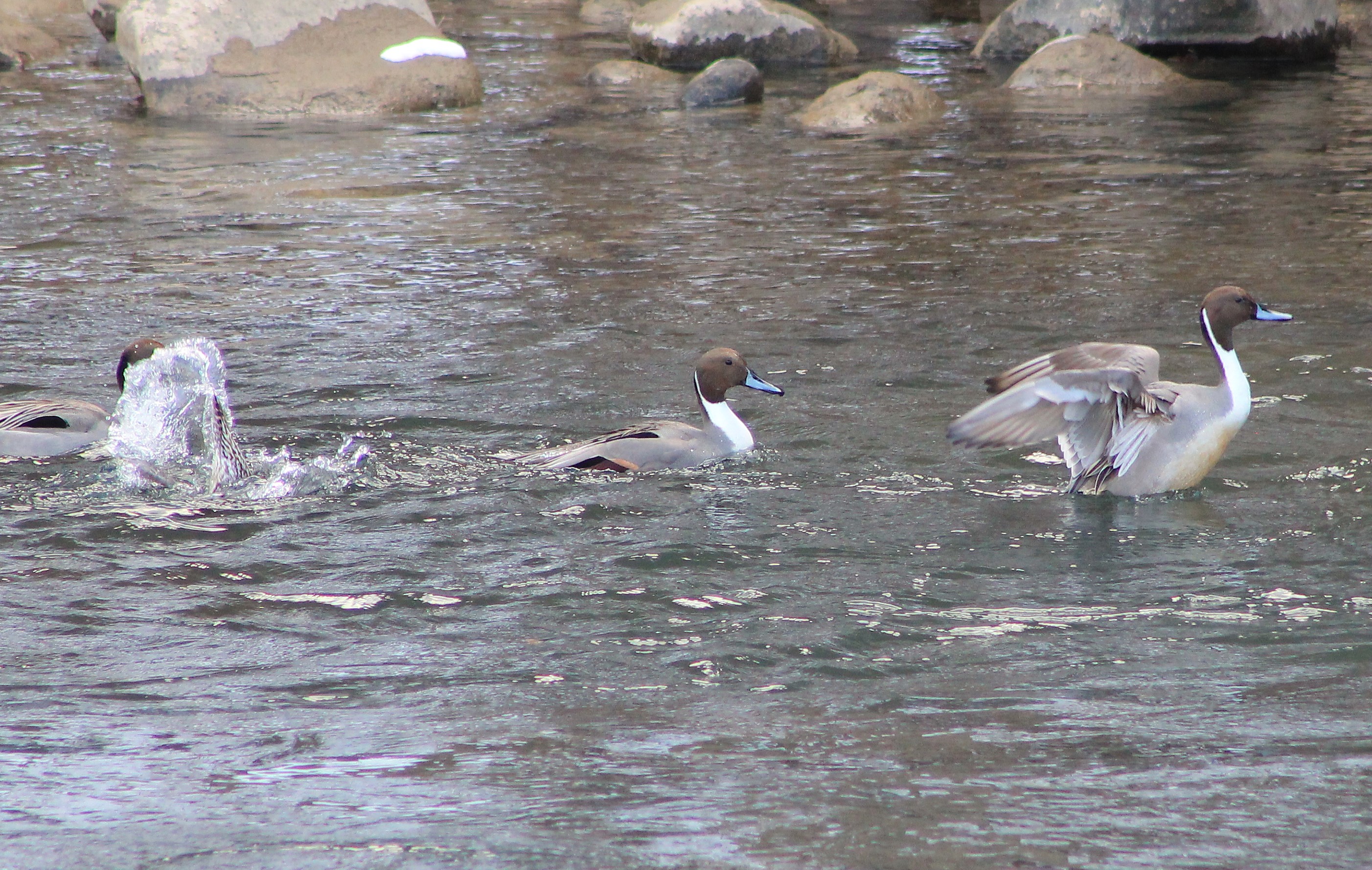 Pintails (Anas acuta)