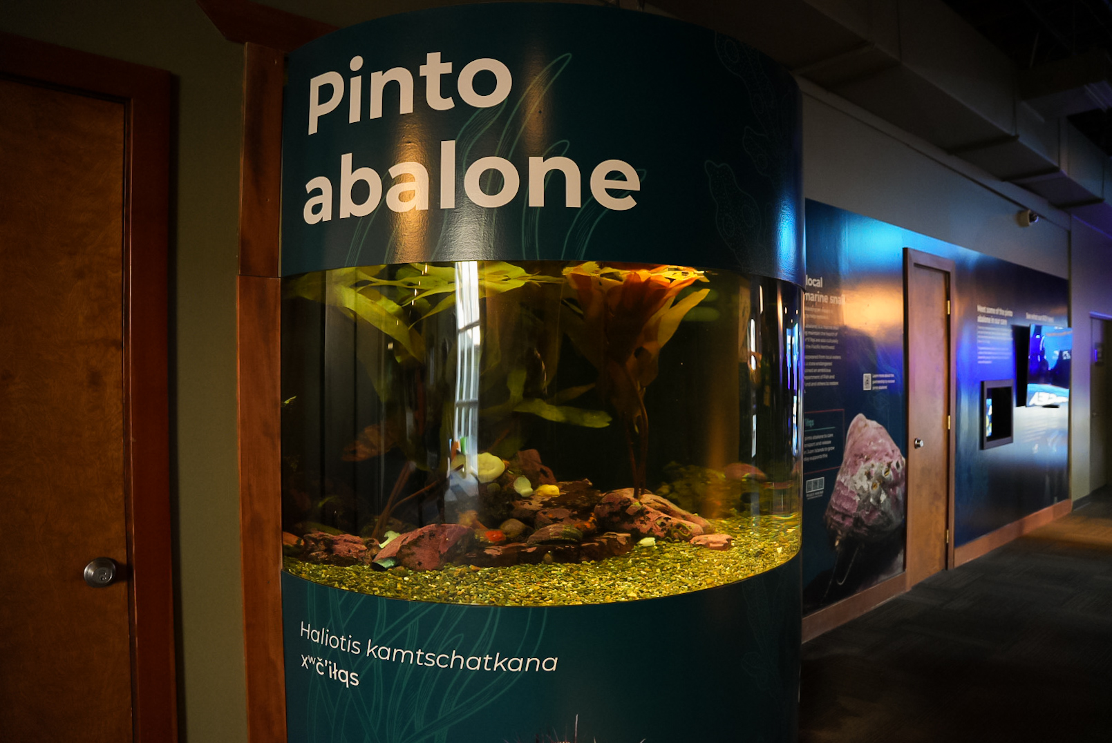 "Pinto Abalone Conservation" (Pier 59)