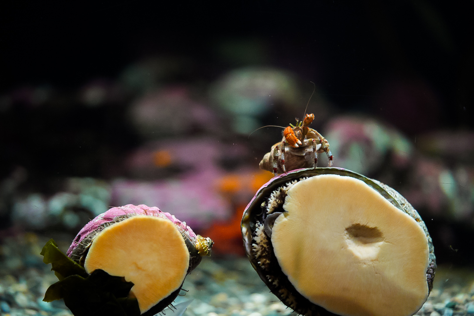Pinto Abalones with Hermit Crab on top