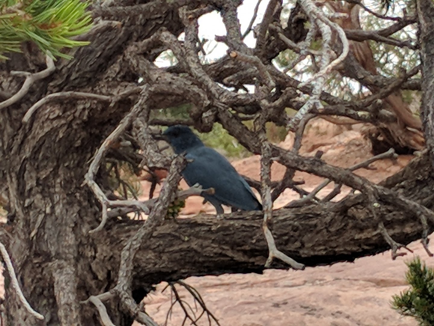 Pinyon jay (Gymnorhinus cyanocephalus)
