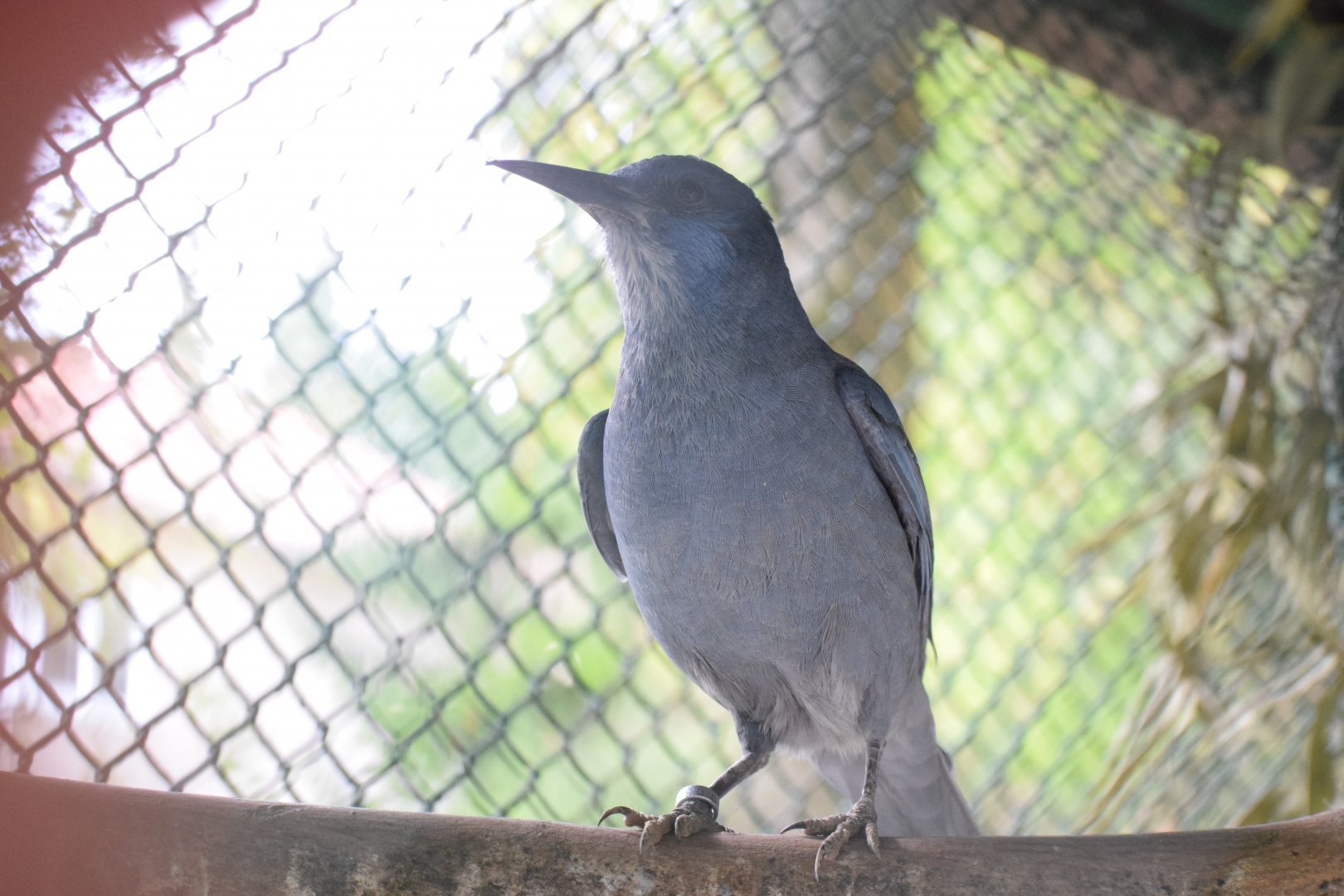 Pinyon jay