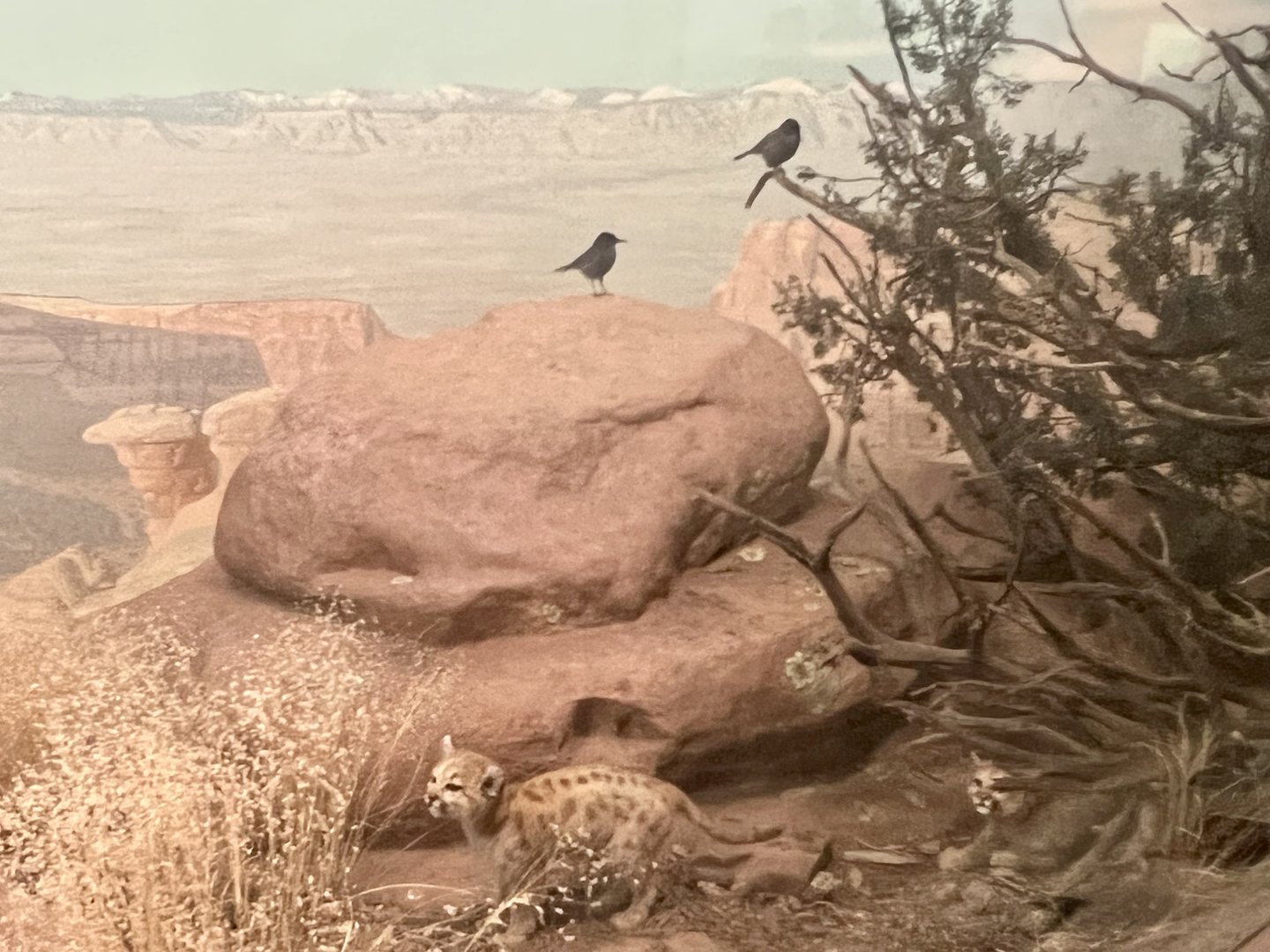 Pinyon Jays and Cougar